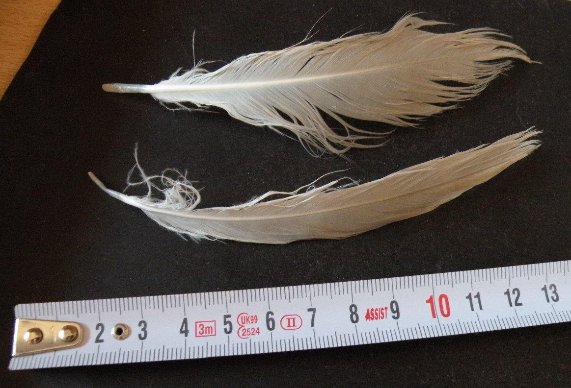 alcune penne di gabbiano